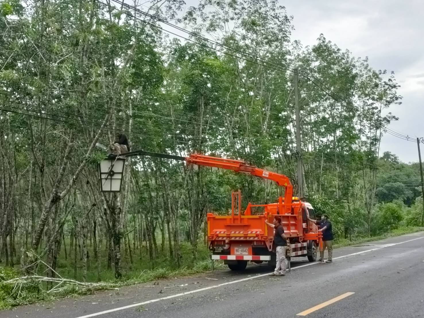ดำเนินการตัดแต่งกิ่งไม้ที่พาดเกี่ยวสายไฟ ม.3 ตำบลป่าแก่บ่อหิน อำเภอทุ่งหว้า จังหวัดสตูล